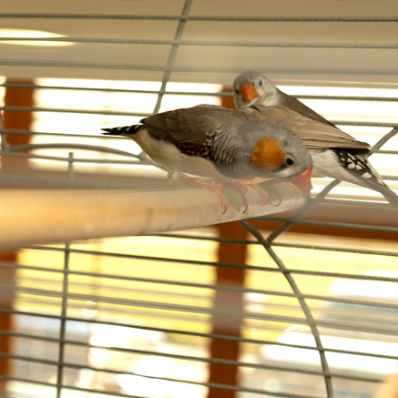 Pet Image